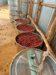 Ethiopia Worka Sakaro (Anaerobic Natural)